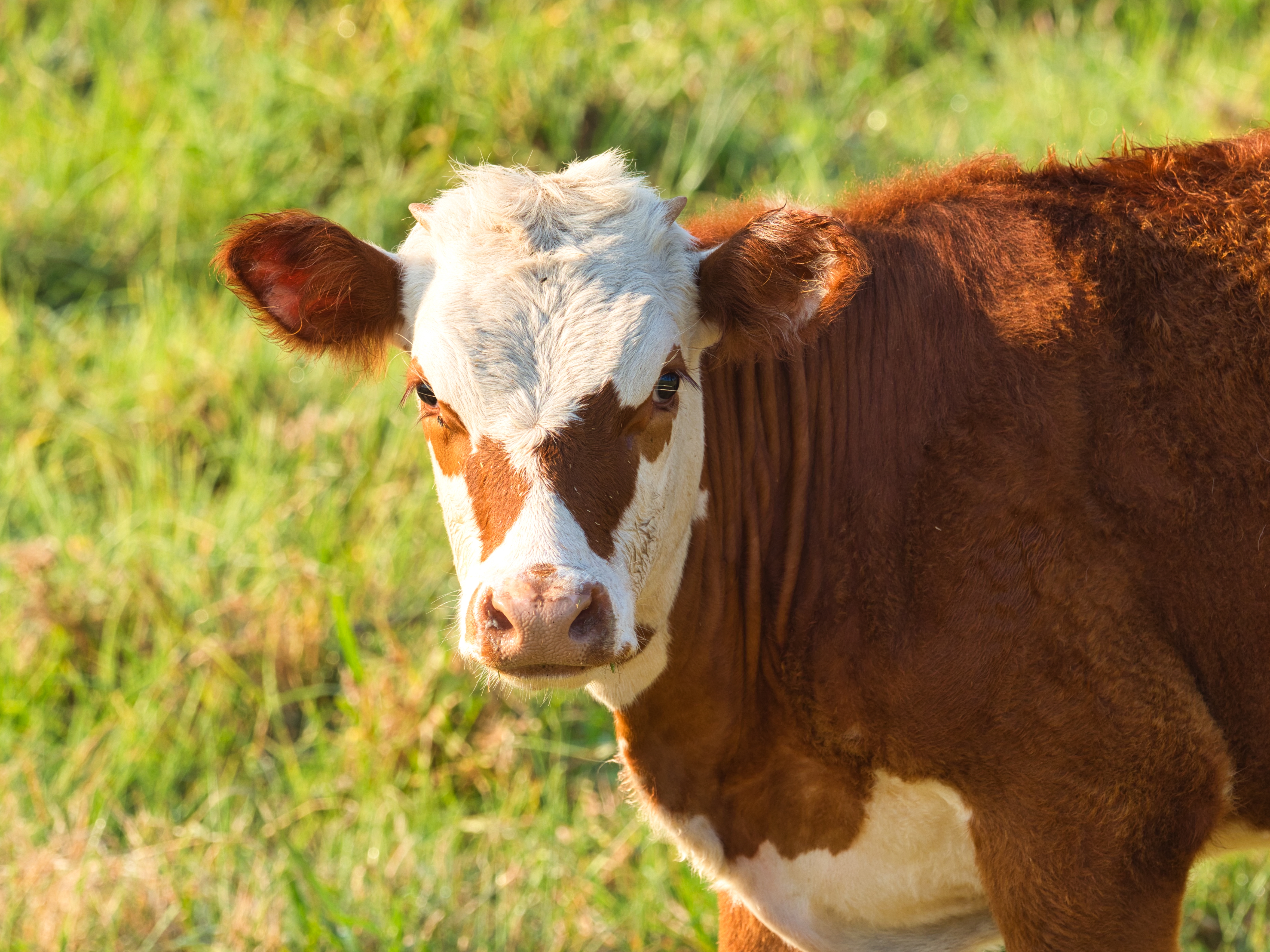 Calf drinking milk replacer