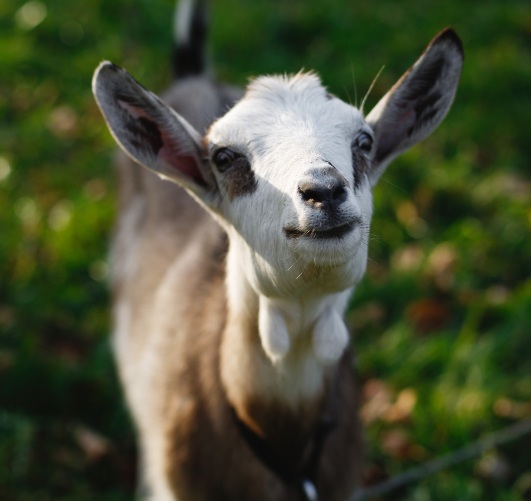 Goat kids on farm