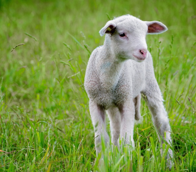 Lamb and goat kid mixing and feeding rates