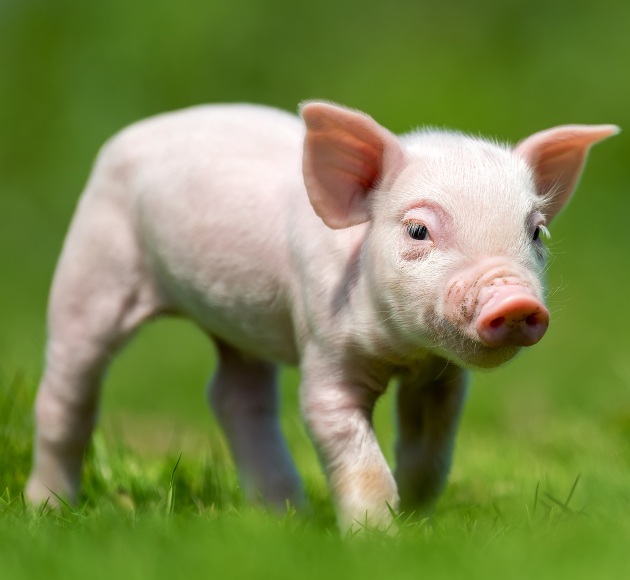 Piglets